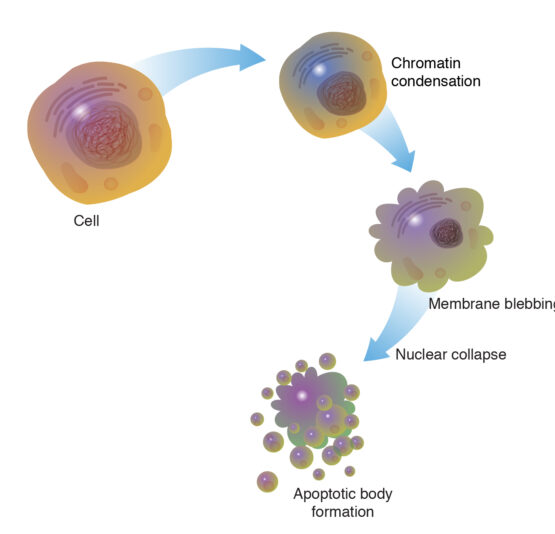 Apoptosis